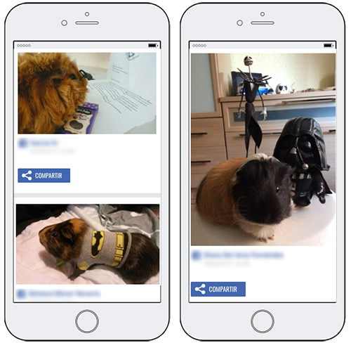 ejemplo concurso fotos frikis animales